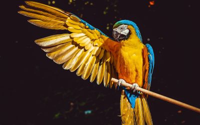 Blue-and-gold macaw with one wing fully spread while perched on a wooden dowel
