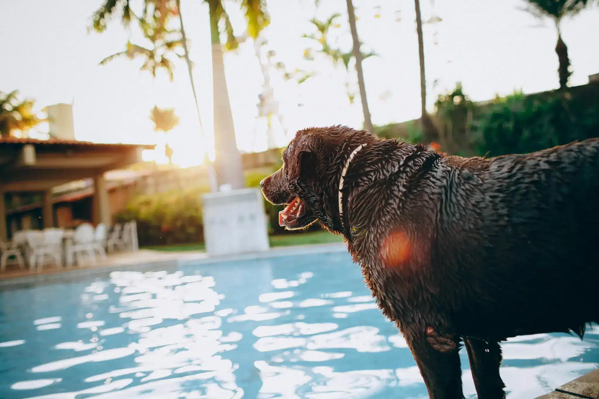 A wet chocolate-brown Labrador stands at the edge of an outdoor pool at sunset, with palm trees and patio furniture in the background.
