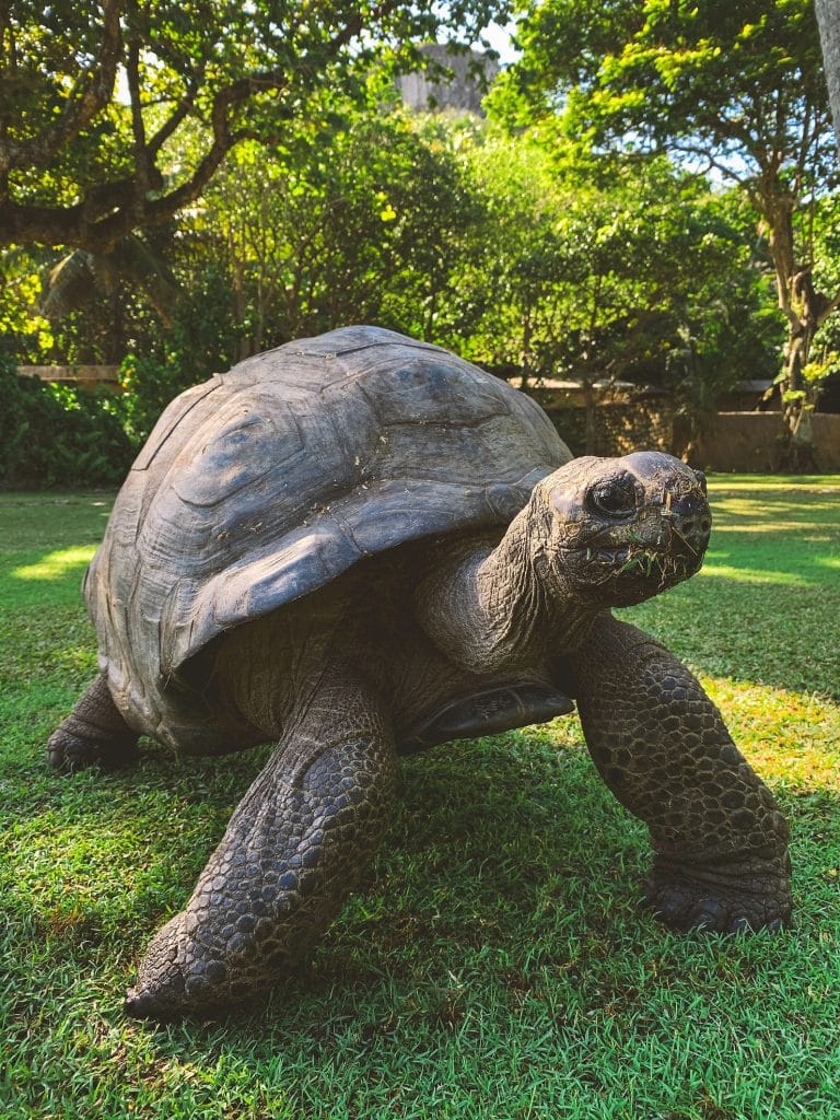 Large grey giant tortoise walking across a sunlit green lawn with trees and shrubs behind it
