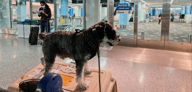 International Pet Relocation Export - From US