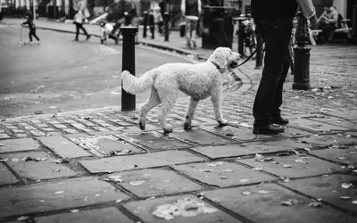 A Tight Leash Isn’t a Happy Walk
