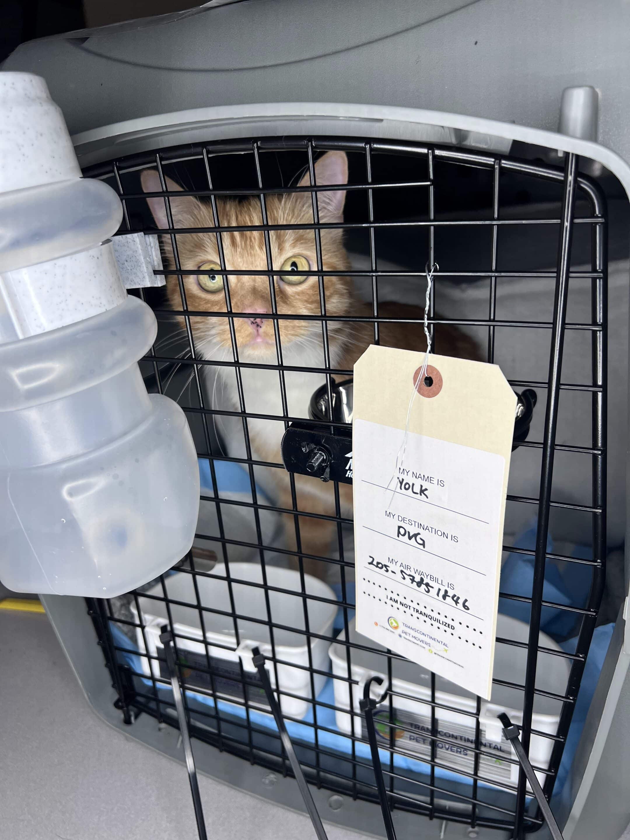 Orange and white cat inside a wired travel crate fitted with a water bottle and a hand-written airline identification tag