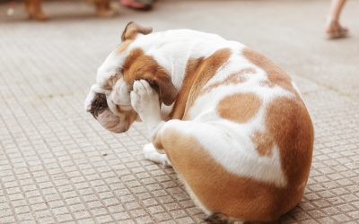 White and brown bulldog scratching on pavement