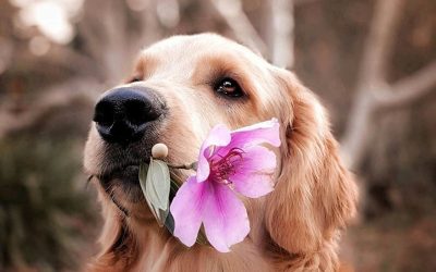 Golden Retriever holding a pink flower in its mouth outdoors against a softly blurred brown background
