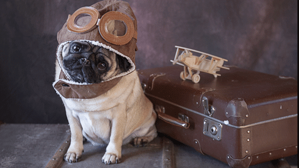 Brachycephalic breeds