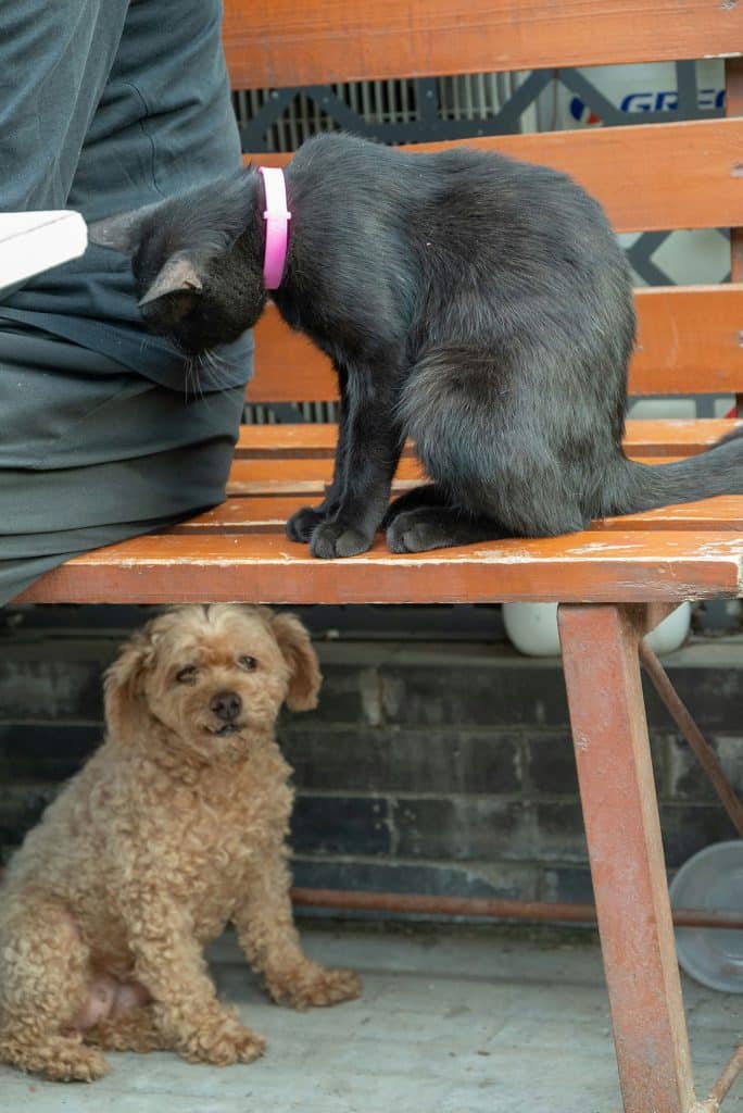 A black cat sitting on an orange wooden bench above a cream puppy on the ground