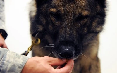 A dog eating a treat from a service member's hand after a routine checkup