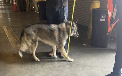 measuring dog at warehouse