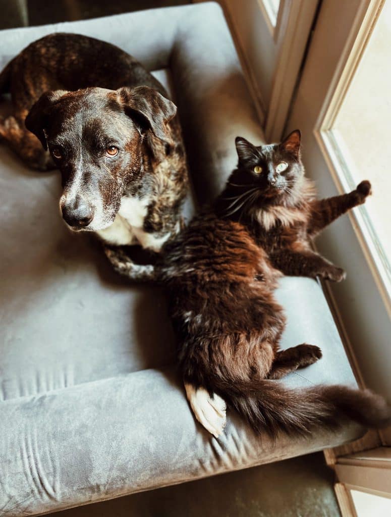 A brown speckled dog and a long-haired cat with amber eyes lie together on a grey window bench in daylight