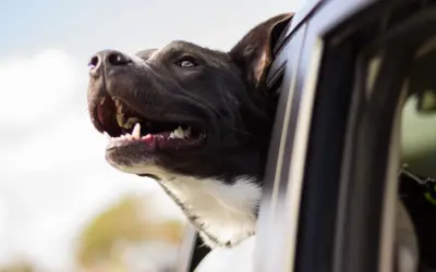 dog in vehicle