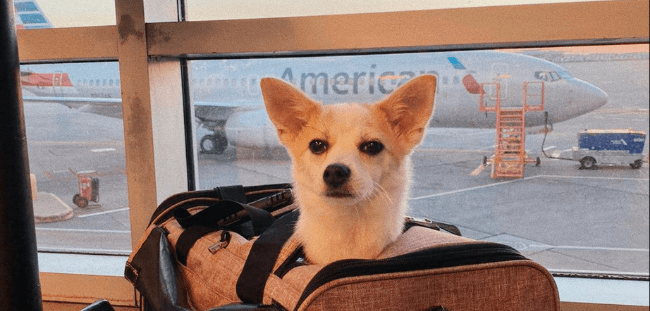 International Pet Relocation Export - From US