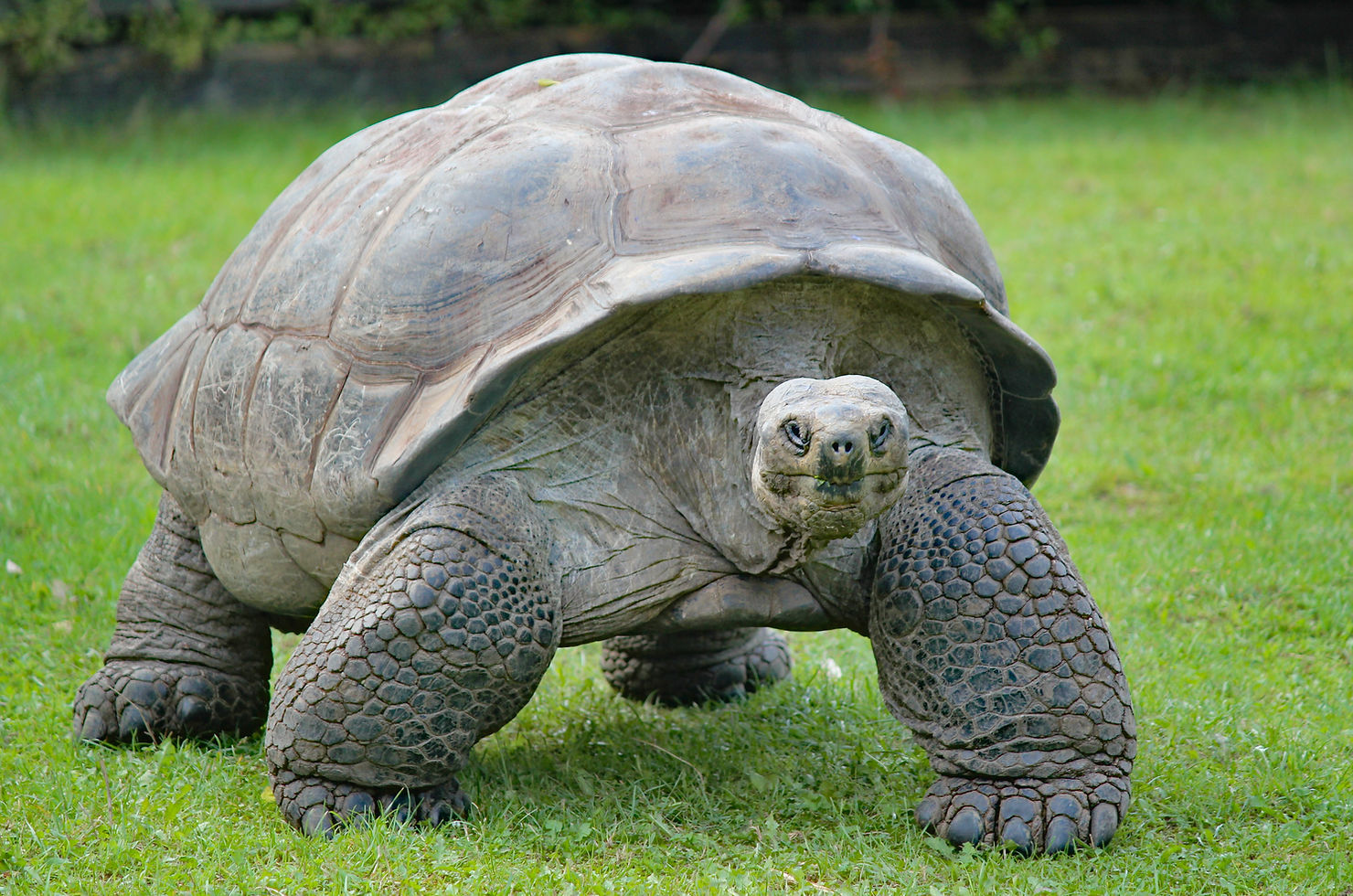 A giant tortoise with thick scaly legs walking forward across a green lawn