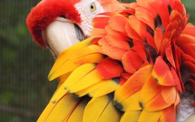 Close-up of a Scarlet Macaw's head and wing showing vivid red, orange and yellow feathers against a green background