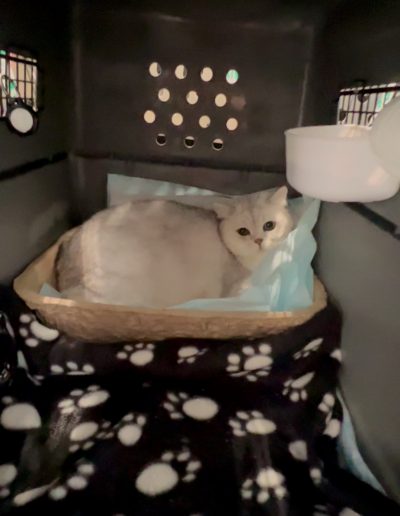 A white cat resting on a fleece bed inside a darkened travel crate with paw-print bedding