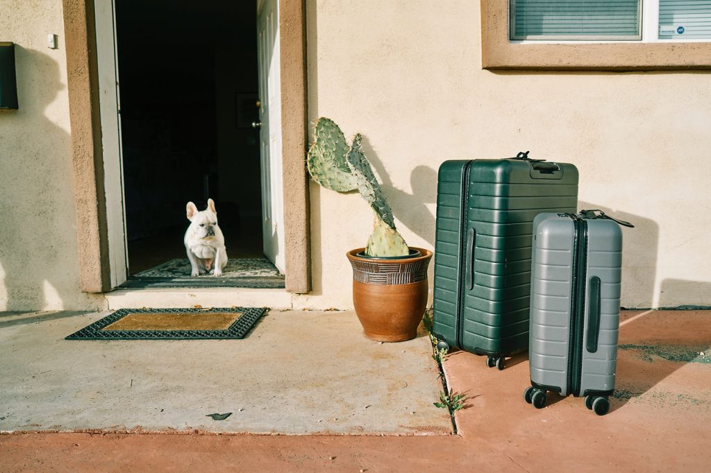 A French Bulldog at an open front door beside two rolling suitcases and a potted cactus