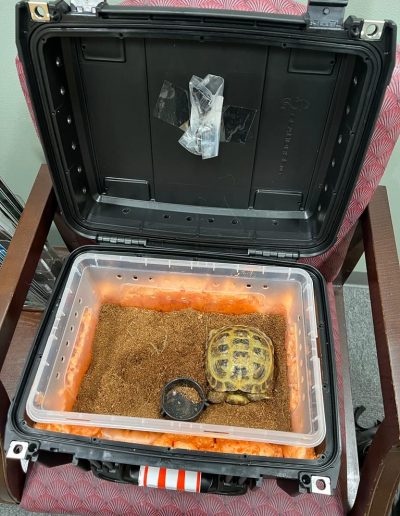 A small tortoise resting on substrate inside a padded hard-shell carrier lined for transport