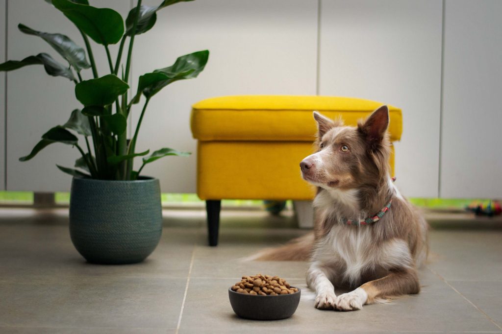A brown and white Border Collie lying on the floor and looking up beside a bowl of kibble