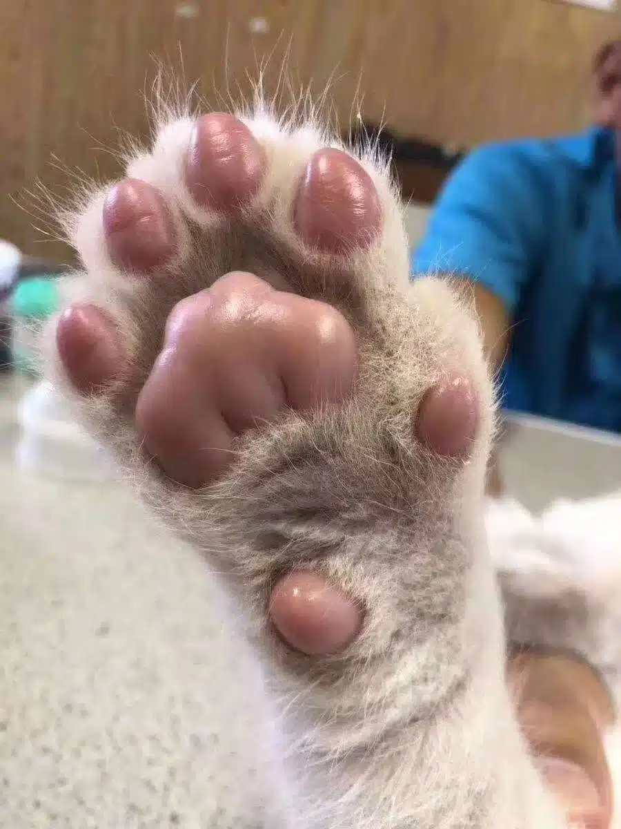 dog paw pointing up