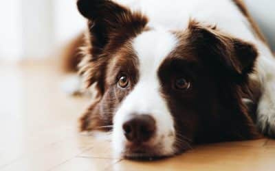 Close-up of a brown-and-white Border Collie lying on a wooden floor, gazing at the camera