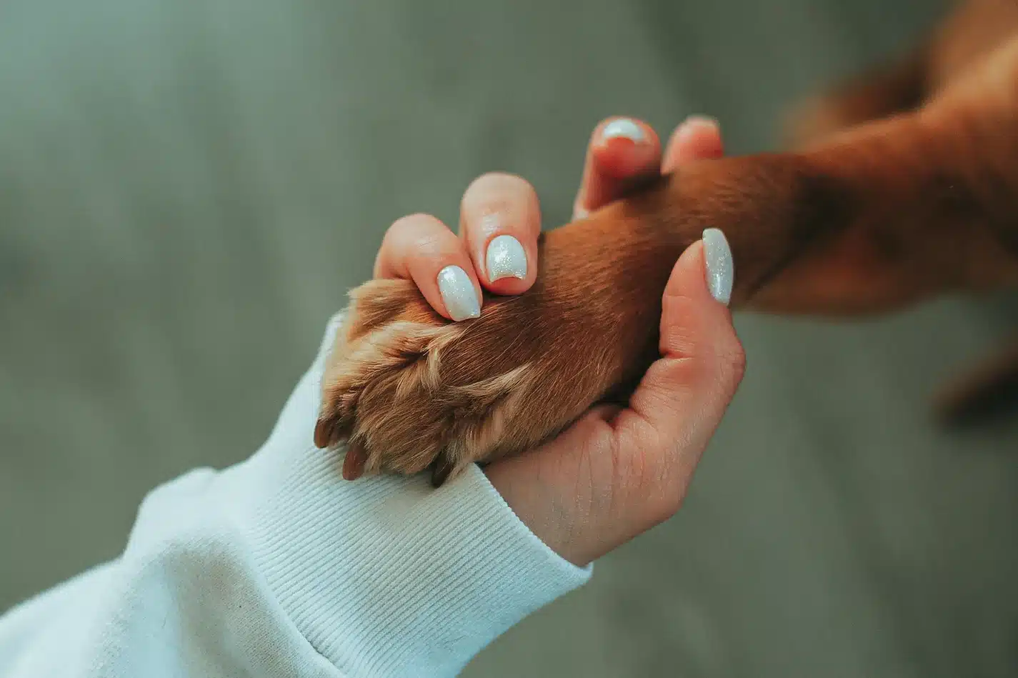 a person holding a dog's paw