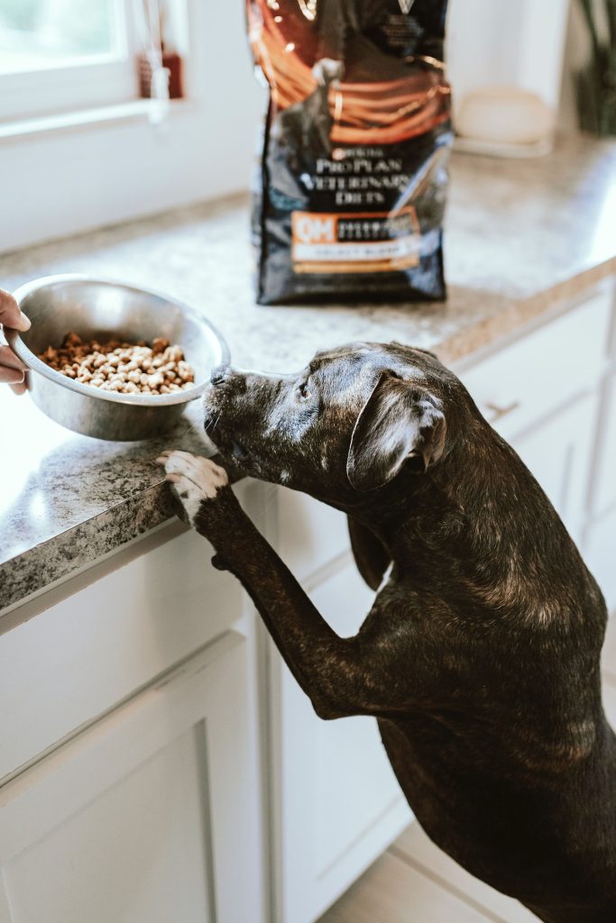 A brindle dog standing on its hind legs with paws on a kitchen counter reaching toward a bowl of food