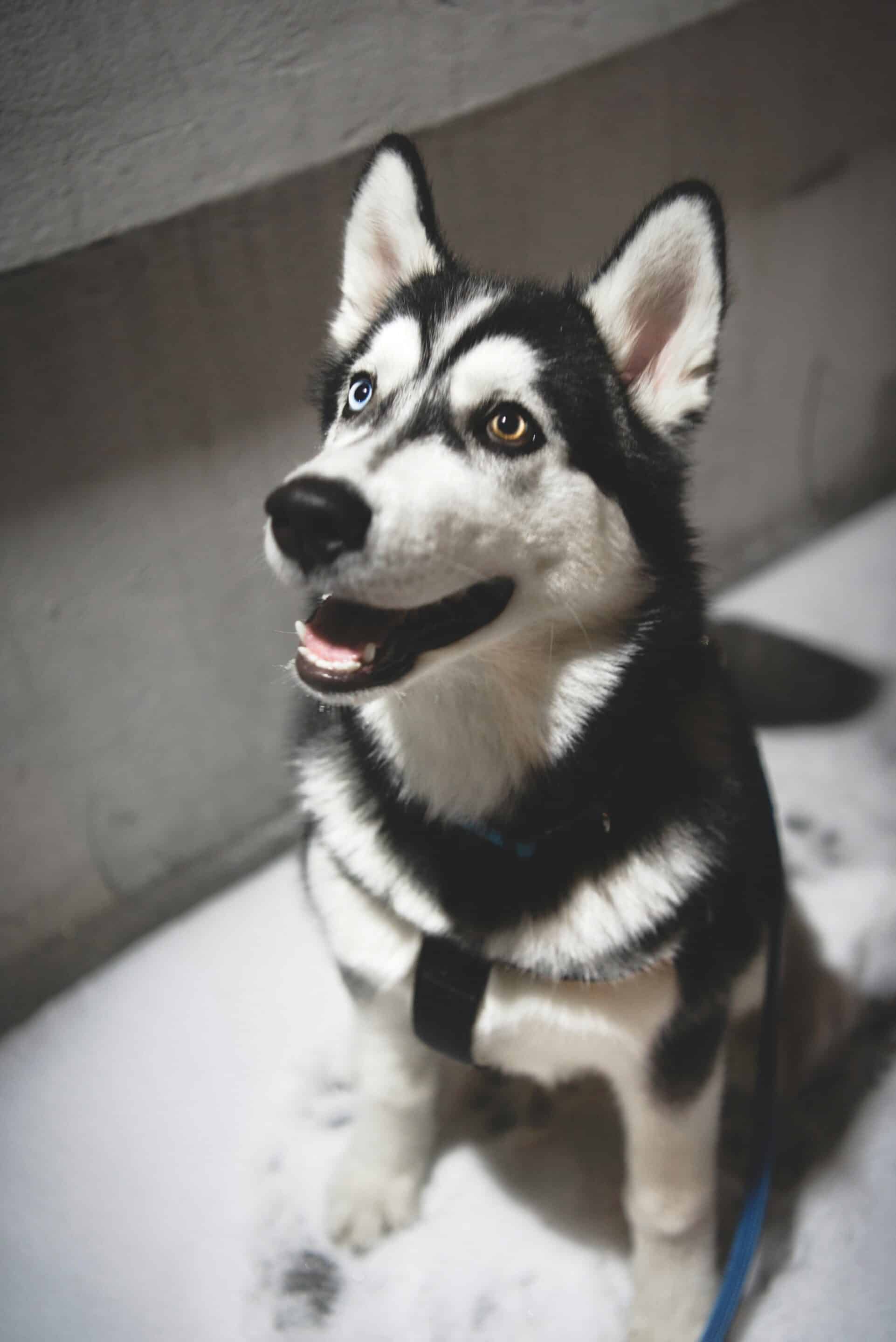 a husky dog with different eye colors