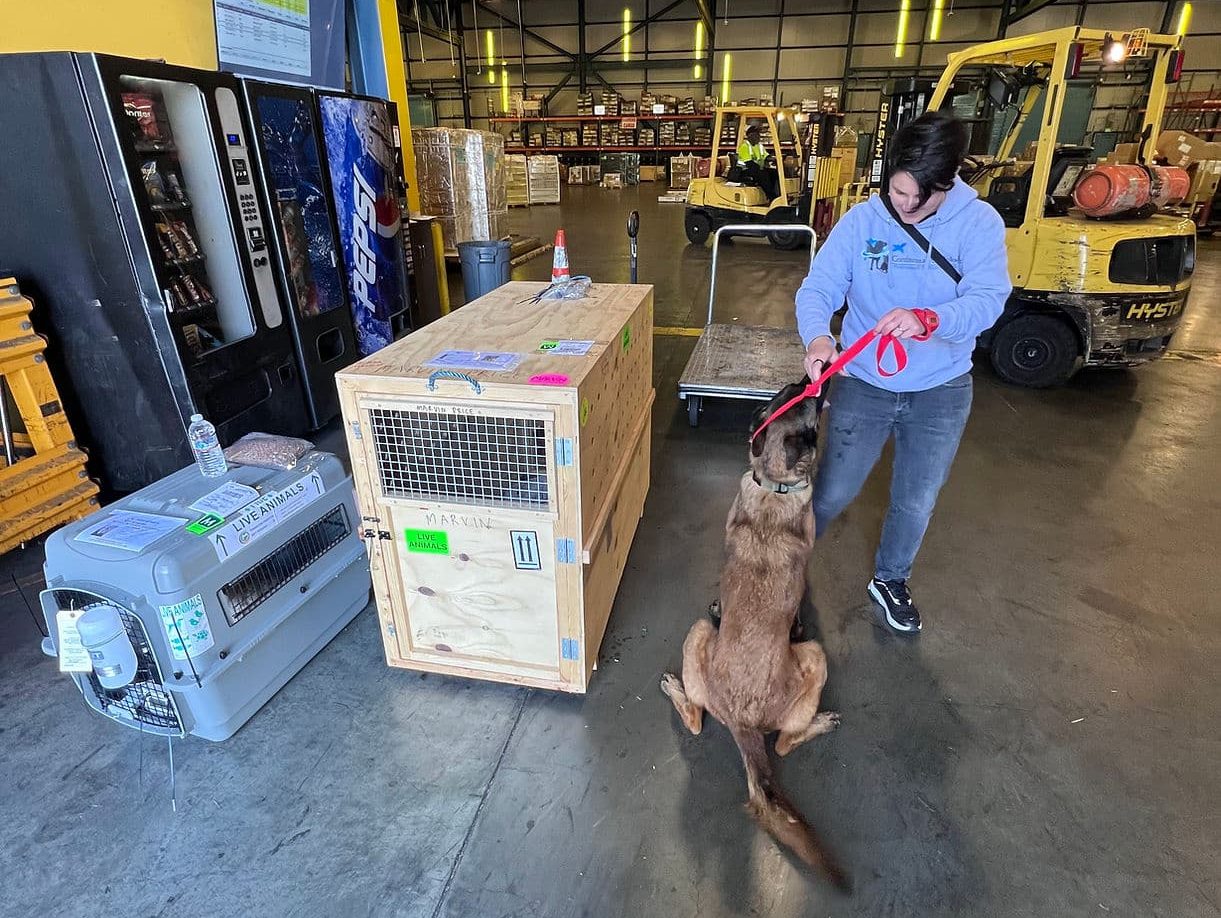 A dog inside an airline travel crate with tied water bowls, food, and ice packs prepared for a flight