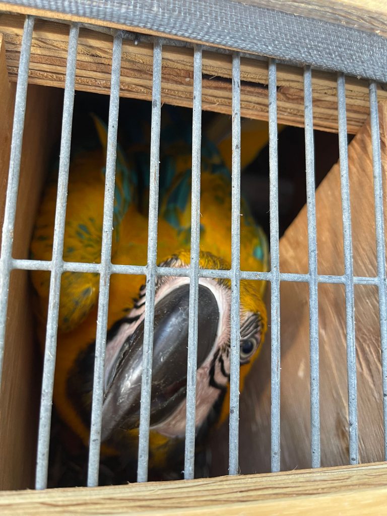 Blue-and-gold macaw peering through the slatted bars of a wooden shipping crate