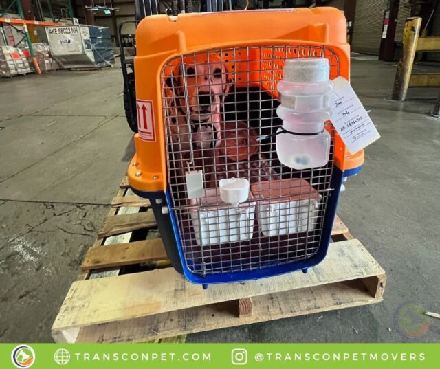 Jim flew out from LAX to PVG to be reunited with his family. See you later USA, Hello China! Thank you to his pawrent, Yashu, for choosing @transconpetmovers !
#transcontinentalpetmovers
#internationalpetmovers #dogoftheday
#doglife #doglover #pets #love