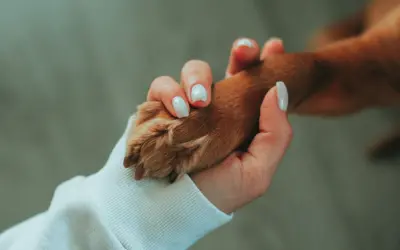 a person holding a dog's paw