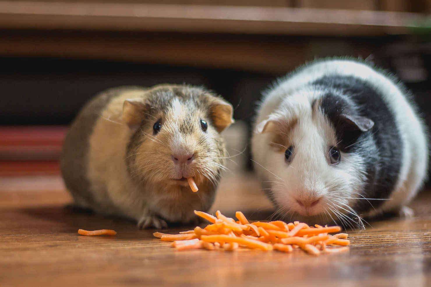 Two guinea pigs on a wooden floor with a pile of shredded carrot, one chewing a piece