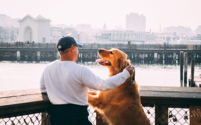 Man petting golden retriever on pier