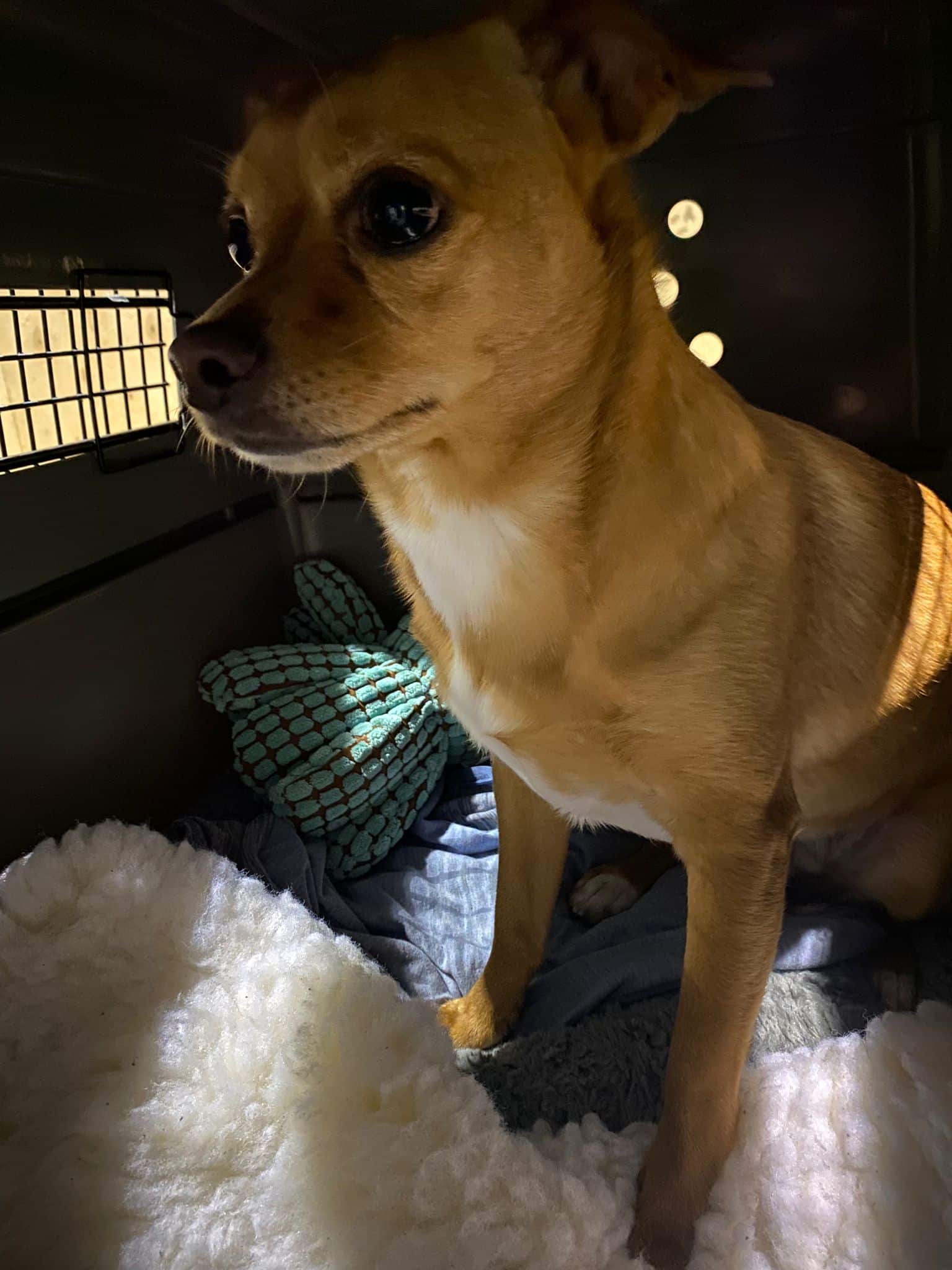 Small tan dog standing on a fleece blanket inside a darkened travel crate, looking off to the side