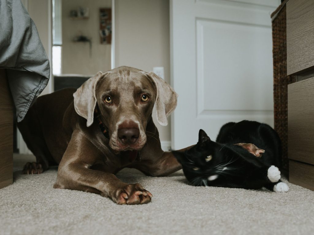 A brown dog lying down beside a black cat on a light carpet in a home hallway