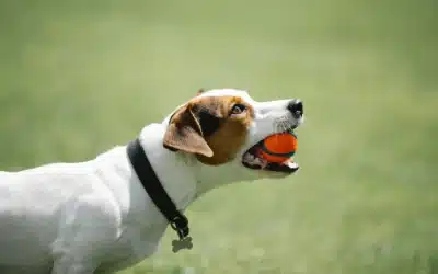 Jack Russell Terrier holding an orange ball in its mouth at a dog park on a sunny day