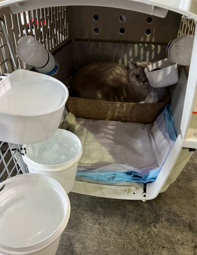 A long-haired cat lying on bedding inside an open airline travel crate beside attached water buckets