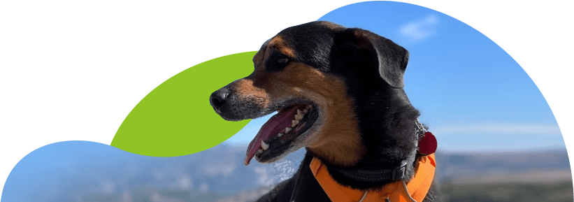 Happy brown and black dog with its tongue out wearing an orange harness outdoors in the sunshine