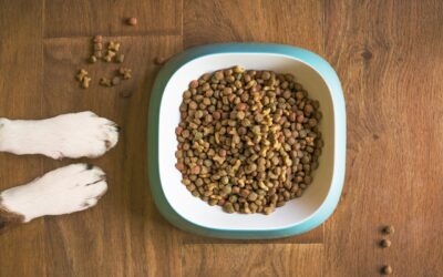 dog food