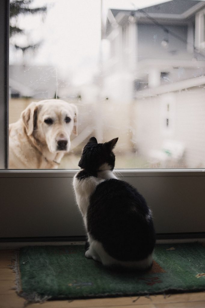 Cat sitting indoors watching a yellow labrador through a glass door on a rainy day