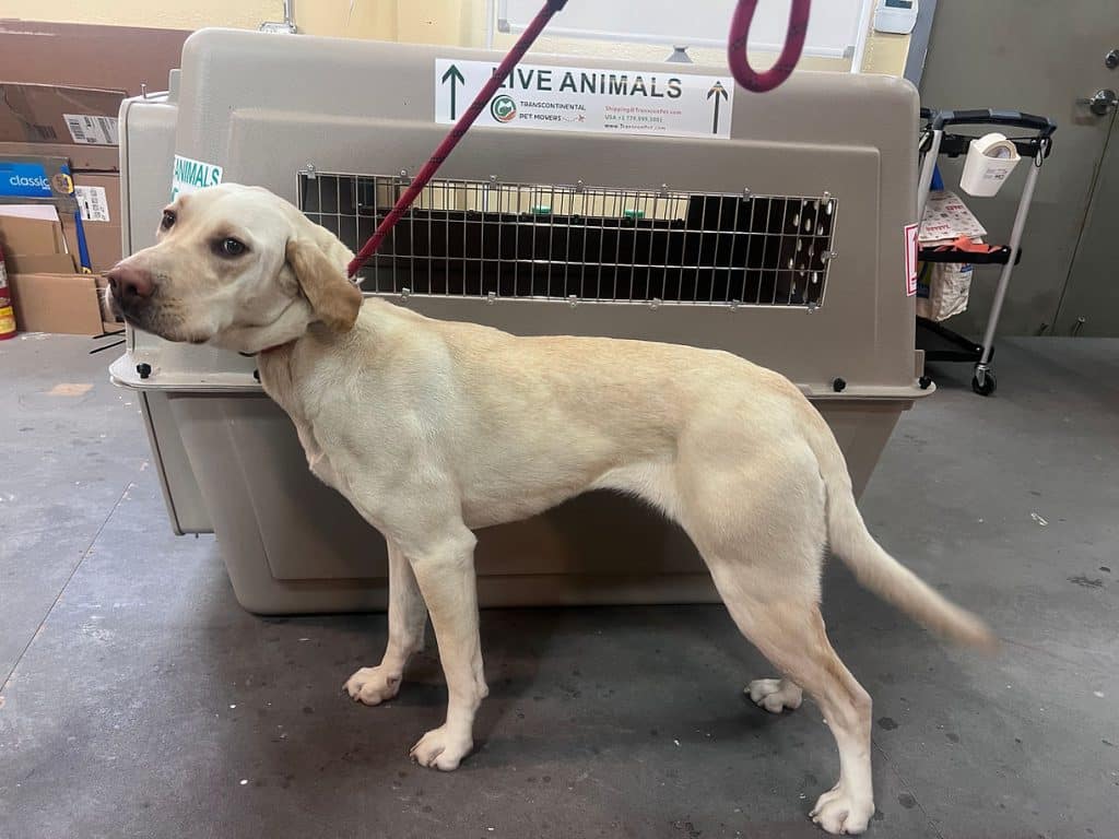 A yellow Labrador stands on a leash in a warehouse beside a large airline pet crate marked Live Animals