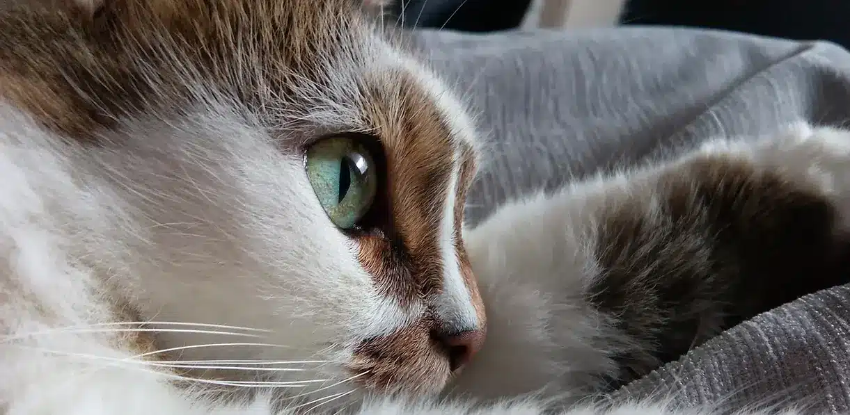 Close-up of a brown and white cat’s face resting on fabric, showing a green eye and long whiskers