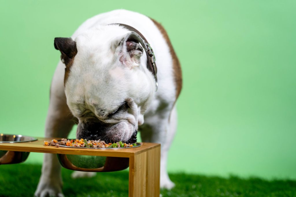 An English Bulldog eating wet food with visible vegetables from an elevated wooden feeder