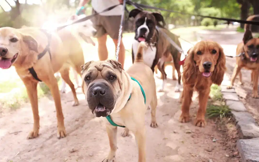 A professional dog walker holds multiple leashes for a group of dogs -- including a wrinkled tan Shar Pei in front, a brindle Boxer, and a red Cocker Spaniel -- walking together on a park path.