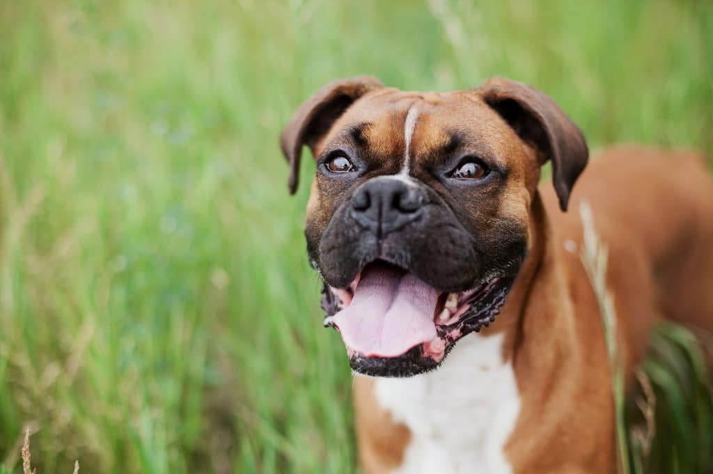 Brown boxer dog panting with tongue out standing in tall green grass