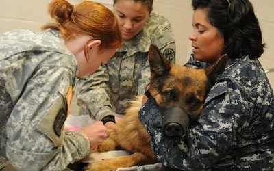 Service members drawing a blood sample from a dog