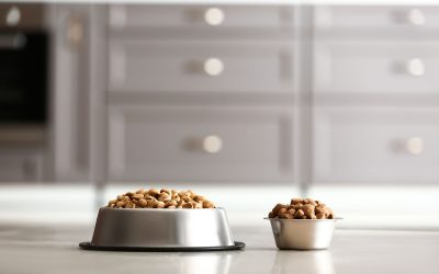 Two stainless steel bowls holding very different amounts of dry kibble on a kitchen counter