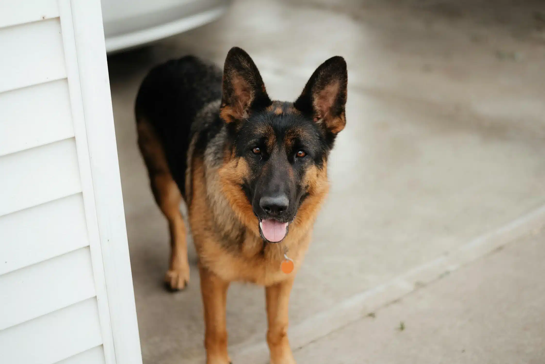 german shepard waiting for owner