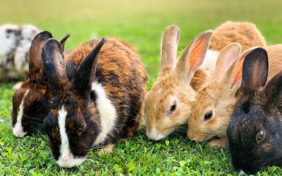 Several rabbits of different breeds and colours lying together and grazing on a green lawn