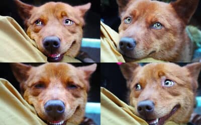 huozhe dog x4
