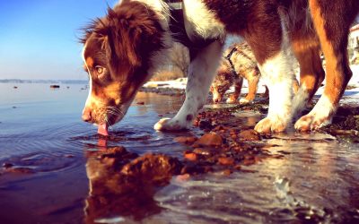 A dog laps water from a lake's edge with its tongue extended, a second dog drinking beside it, on a rocky shoreline with patches of snow.